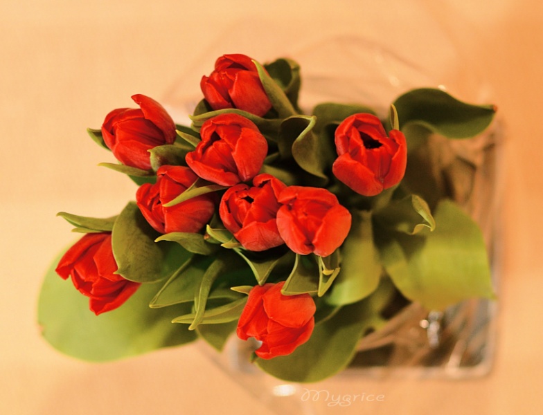 tulipán