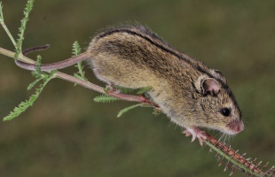 Kiemelt figyelmet fordít az Agrárminisztérium a magyar szöcskeegér védelmére