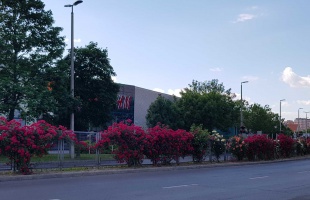 Rózsáktól pompázik a Berzsenyi utca