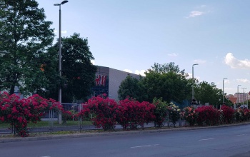 Rózsáktól pompázik a Berzsenyi utca