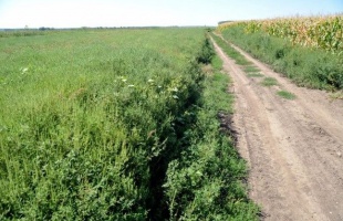 Július elsejétől bírság jár a parlagfüves földterületekért