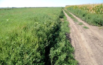 Július elsejétől bírság jár a parlagfüves földterületekért