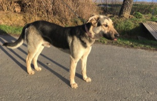 Fogadj örökbe egy négylábút! Lothar, az érdeklődő kutyus
