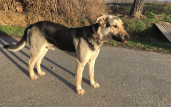 Fogadj örökbe egy négylábút! Lothar, az érdeklődő kutyus