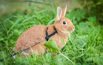 Nyulak pórázon és csoportos kutyasétáltatás – sokan hekkelik a szabályokat