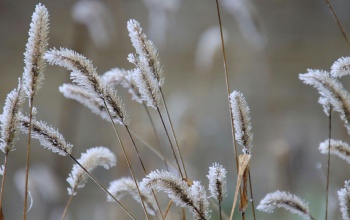 Az agrártárca támogatja a fagykárt szenvedett ültetvények cseréjét