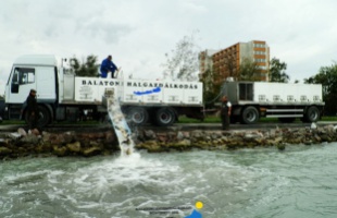 Őszi haltelepítés a Balatonon