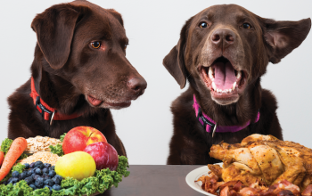 Néha a kedvenceinkre is ráfér egy kis diéta