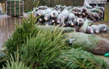 Ökológiai szempontból jobb a valódi fenyőfa, mint a műfenyő