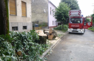 Veszélyes fákat vágtak ki a tűzoltók Barcson