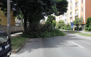 Leszakadt egy méretes faág, félpályán lehet közlekedni