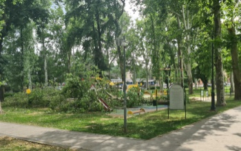 Kettétörte a fát az erős szél, rádőlt a színházpark játszóterére