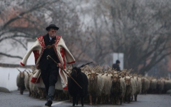 Pásztorfogadás István napján Somogyban