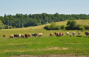 A véseiek pisás Margitnak nevezték