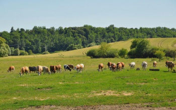 A véseiek pisás Margitnak nevezték