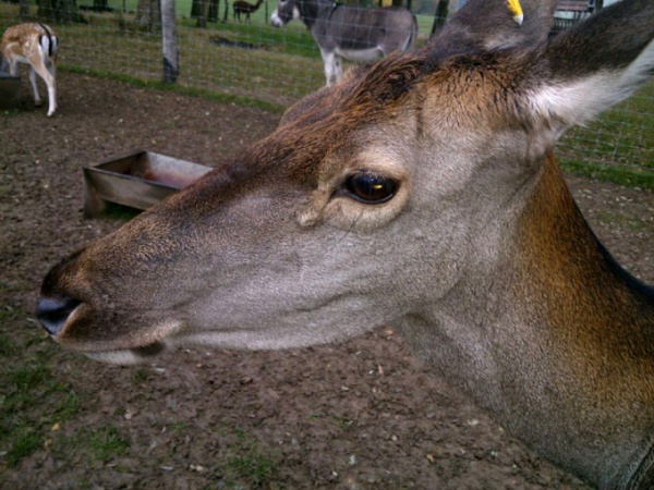 Kapos-parti szarvastenyésztők