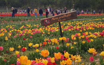 Új sétányokkal és félmillió tulipánnal indul nemsokára a kőröshegyi tulipánszüret