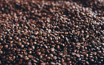 Az arabica kávé jövője: kihívások és regeneratív mezőgazdasági megoldások