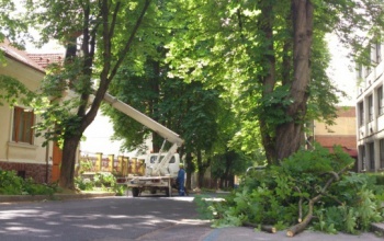 A hétvégén metszik a platánfákat