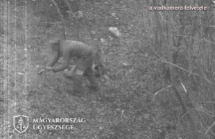 Hurokkal ejtett el egy őzbakot az orvvadász egy kaposvári erdőben, a vadkamera buktatta le