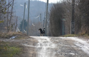 Kutyáktól rettegnek a Körte utca lakói