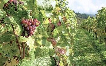 Rendkívüli támogatást kapnak a fagykárt szenvedett szőlő- és gyümölcstermelők