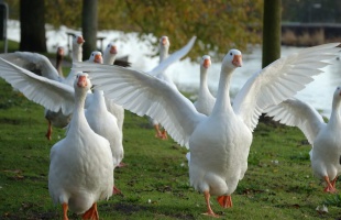 Fertőtlenítési útmutatóval segíti az állattartókat a Nébih