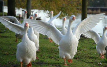 Fertőtlenítési útmutatóval segíti az állattartókat a Nébih