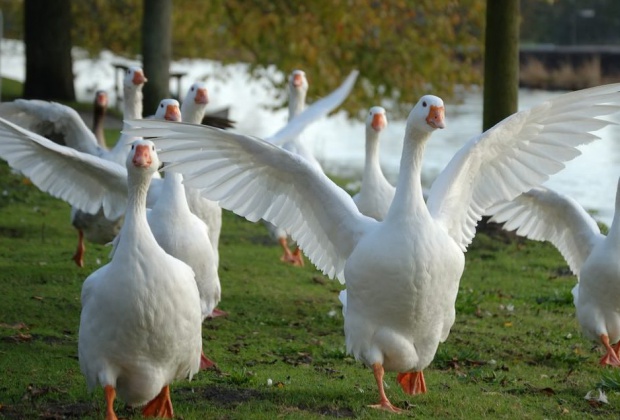 Fertőtlenítési útmutatóval segíti az állattartókat a Nébih