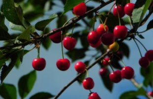 A magyar meggyet népszerűsítik jövő héten a Balatonon is