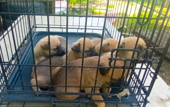 Segítsünk a Kutyatárnak! Csak egy kattintásba kerül