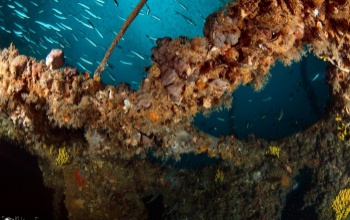 Elnyerte a National Geographic különdíját a kaposvári fotós