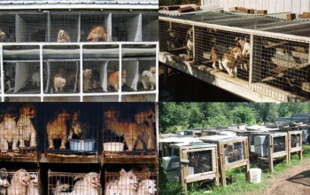 Sokak szerint az 50 millás ivartalanítási program csak félmegoldás, amíg a kutyatartók fejében nincs rend