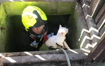 Tíz méter mély kútba esett a macska, a tűzoltók mentették meg