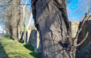 Vizsgálják a krisztustöviseket