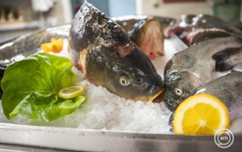 Lesz elegendő magyar hal minden család asztalára