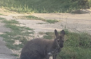 Szökött kengurut keresnek Igal környékén