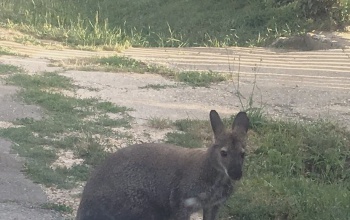 Szökött kengurut keresnek Igal környékén