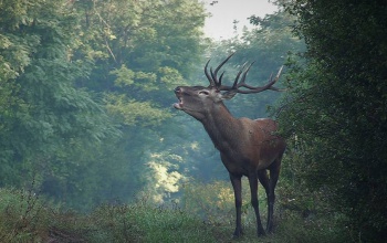Szeptember, a gímszarvasok násza