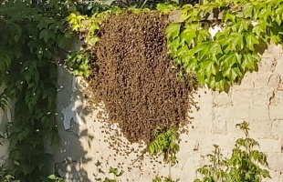 Hatalmas méhraj köröz a belvárosban