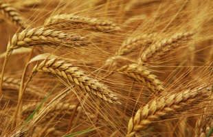 FAO: emelkedtek a globális élelmiszerárak szeptemberben