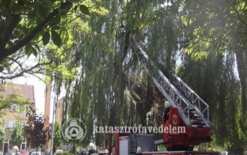 Veszélyes fa eltávolításához riasztották a tűzoltókat
