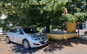 Ezt a négy fát kerülje el nyáron, ha árnyékba parkolna!
