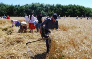 Régen Péter és Pál napján indult az aratás