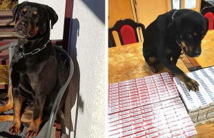 Ismét négylábú munkatársakat keres a NAV