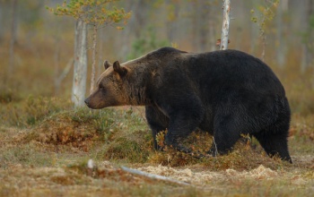 Medvét láthattak Miskolcon az Avason