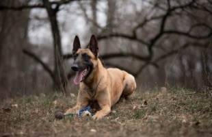 Szolgálatba állítható négylábúakat toboroz a rendőrség