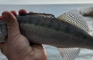 Rengeteg süllőt telepítettek idén a Balatonba