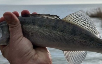 Rengeteg süllőt telepítettek idén a Balatonba