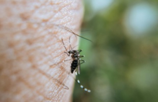 Chikungunya-láz: újabb szúnyog terjesztette betegség terjed Kínában